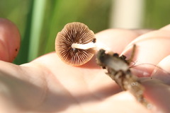Candolleomyces typhae