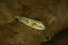 Bactra lancealana