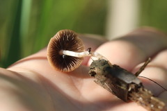 Candolleomyces typhae