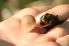 Candolleomyces typhae