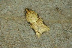 Clepsis spectrana