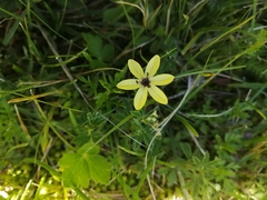 Sisyrinchium conzattii