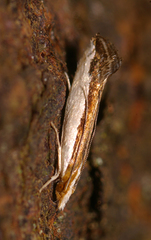 Erechthias chionodira