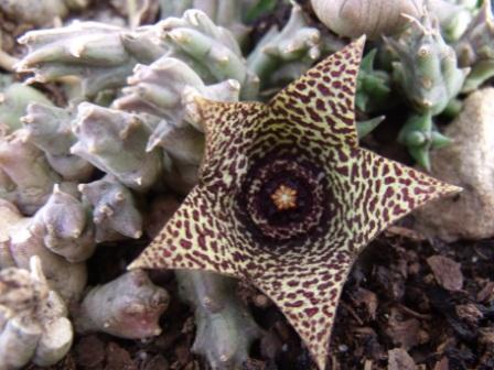 Stapelia fucosa N.E.Br.