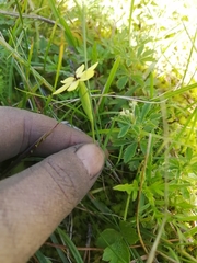 Sisyrinchium conzattii