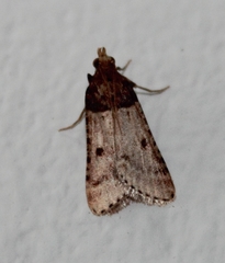 Loryma basalis