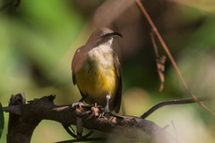 Arachnothera longirostra