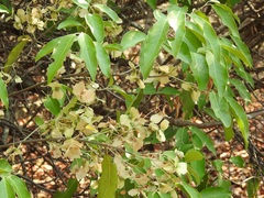 Psychopterys multiflora