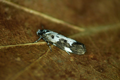 Ethmia quadrillella