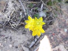 Ornithogalum maculatum
