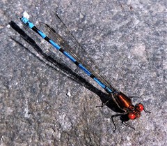 Argia joergenseni