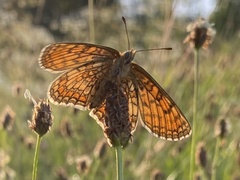 Melitaea parthenoides