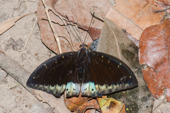 Lexias dirtea