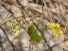 Stigmaphyllon ellipticum