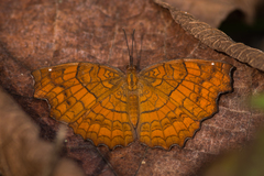 Ariadne ariadne pallidior