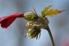 Hibiscus poeppigii