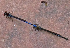 Argia joergenseni