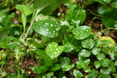 Pulmonaria officinalis