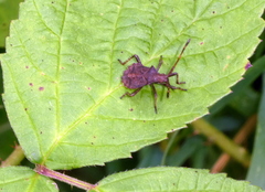Coreus marginatus