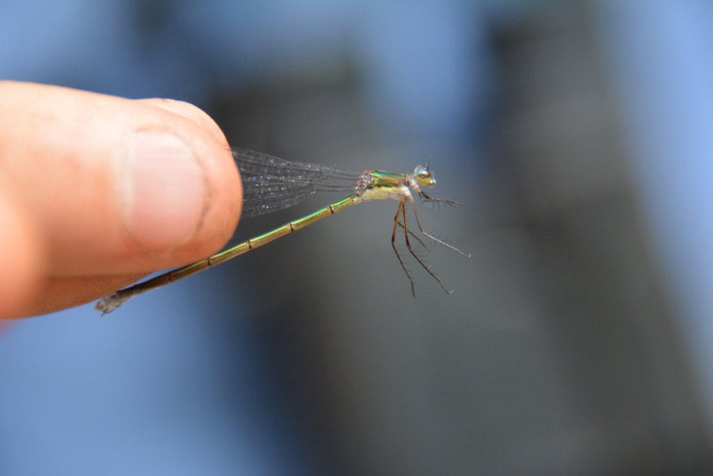 Elegant Spreadwing