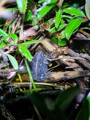 Cacosternum australis