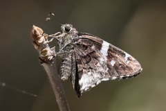 Codatractus arizonensis