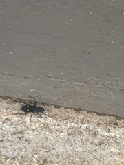 Cicindelinae