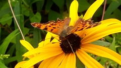 Polygonia c-album