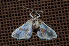 Leucinodes orbonalis