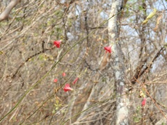 Hibiscus poeppigii