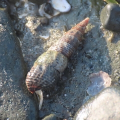 Batillaria attramentaria