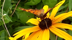 Polygonia c-album