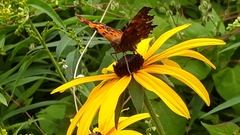 Polygonia c-album