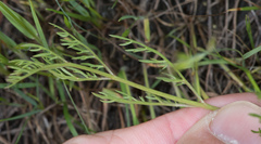 Lomatium caruifolium