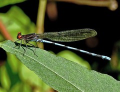 Argia joergenseni