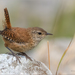 Eurasian Wren - Photo (c) Анна Голубева, some rights reserved (CC BY-NC-ND), uploaded by Анна Голубева