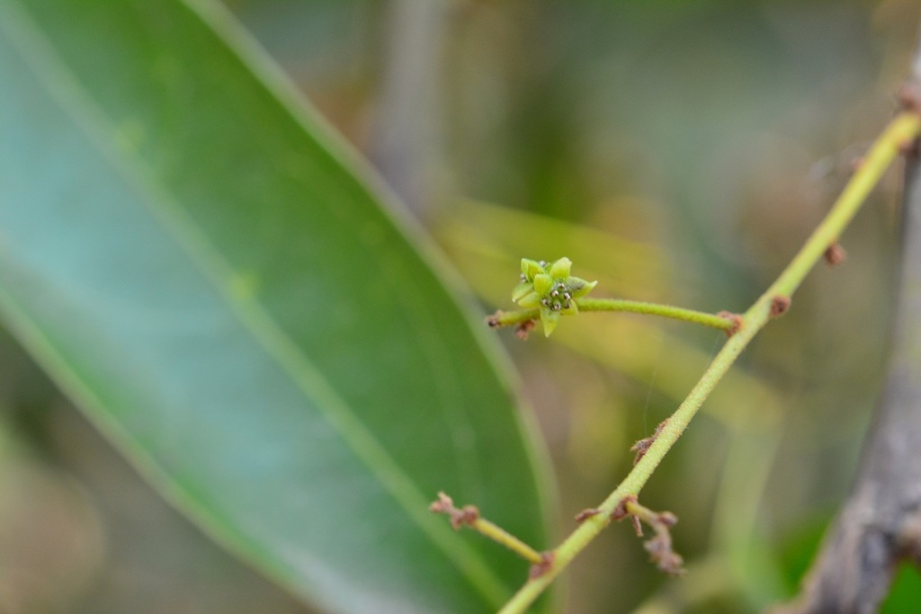 Hyperbaena mexicana