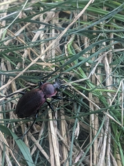 Carabus excellens