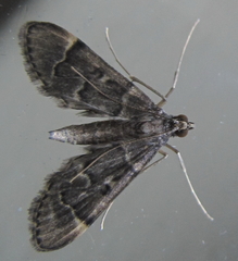 Duponchelia lanceolalis