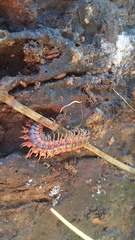 Pseudopolydesmus canadensis