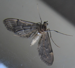 Duponchelia lanceolalis