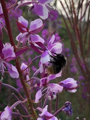 Bombus wurflenii