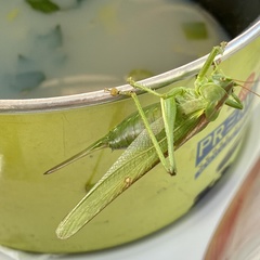 Tettigonia viridissima