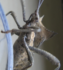 Elasmopoda valga
