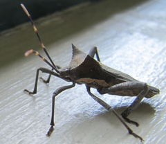 Elasmopoda valga