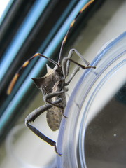 Elasmopoda valga