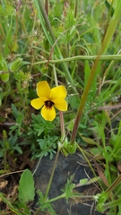 Viola douglasii