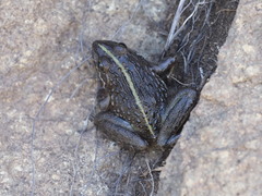 Cacosterninae