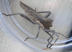 Elasmopoda valga