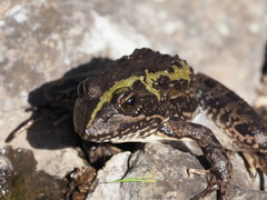 Cacosterninae